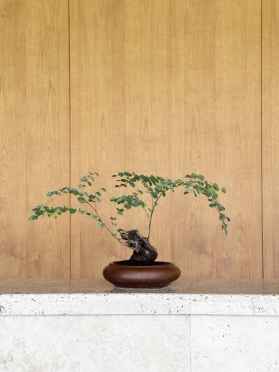 Bauhinia winitii Craib