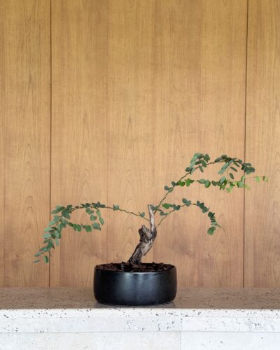 Bauhinia winitii Craib