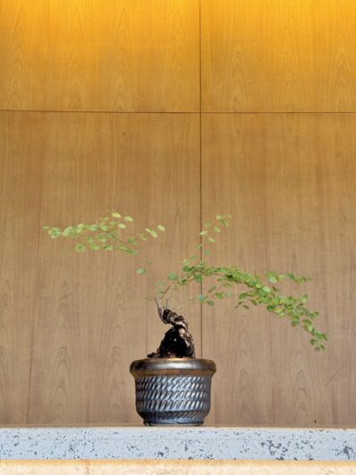 Bauhinia winitii Craib