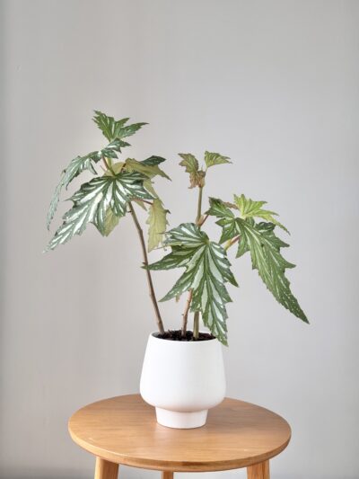 Begonia, Silver-spalshed