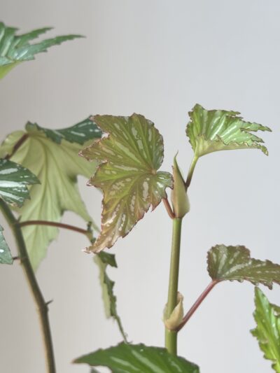 Begonia, Silver-spalshed