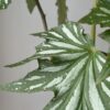 Begonia, Silver-spalshed
