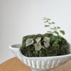 Miniature Living Landscape 03