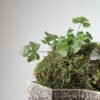 Miniature Living Landscape 02