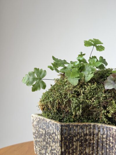 Miniature Living Landscape 02