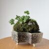 Miniature Living Landscape 02