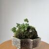 Miniature Living Landscape 02