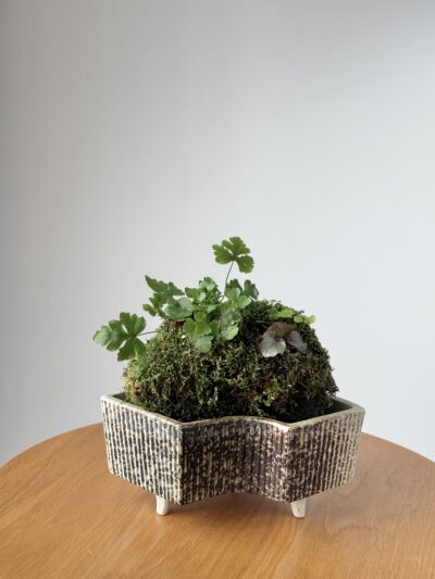 Miniature Living Landscape 02