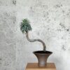 IMG_8369 Structural Agave