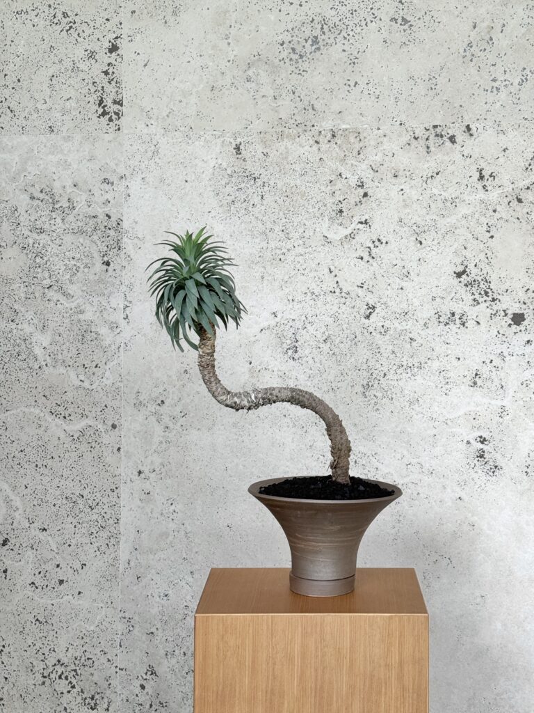 Structural Agave