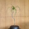 IMG_8820 Dracaena loureiri, single compositions
