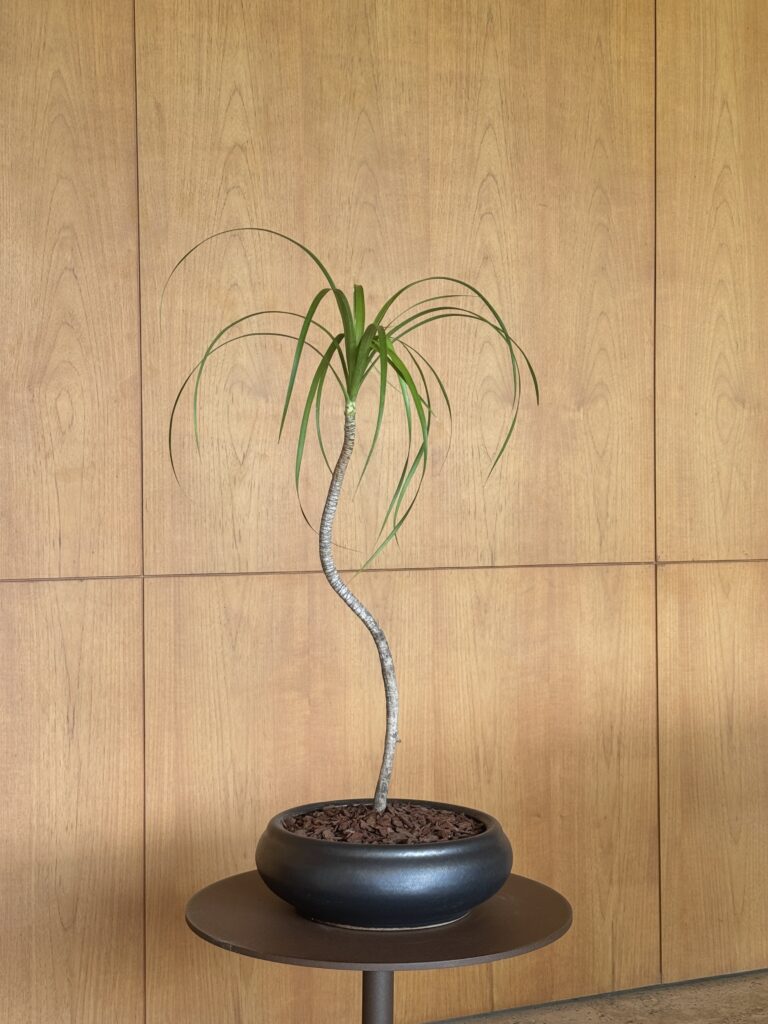 Dracaena loureiri, single compositions