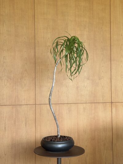 IMG_8828 Dracaena loureiri, single compositions