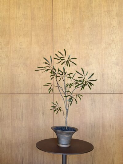 Plerandra elegantissima composition