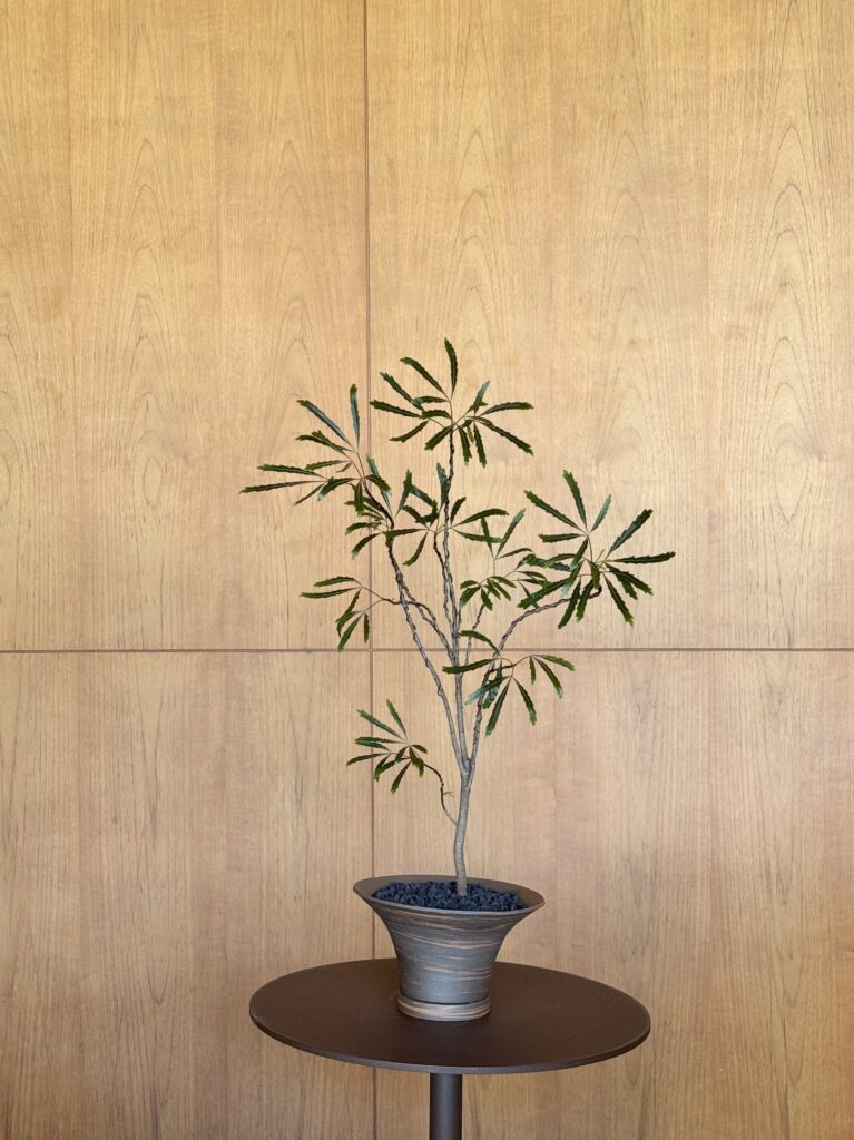 Plerandra elegantissima composition