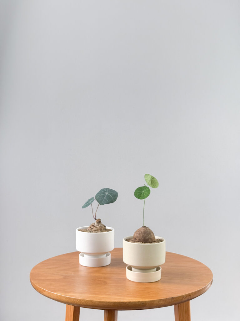 Setta Drum - Mini